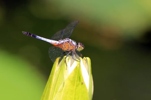 A dragonfly on beautiful lotus flower