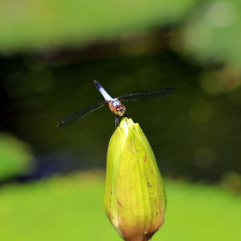A dragonfly on beautiful lotus flower
