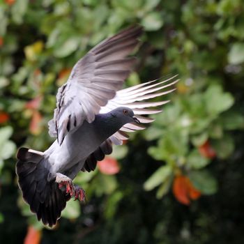 Flying pigeon in the natural