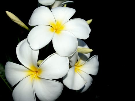 the Selection of Various Colorful  Flower in nature