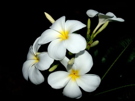 the Selection of Various Colorful  Flower in nature