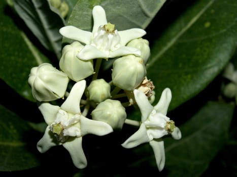 the Selection of Various Colorful  Flower in nature