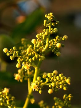 the Selection of Various Colorful  Flower in nature