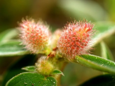 the Selection of Various Colorful  Flower in nature