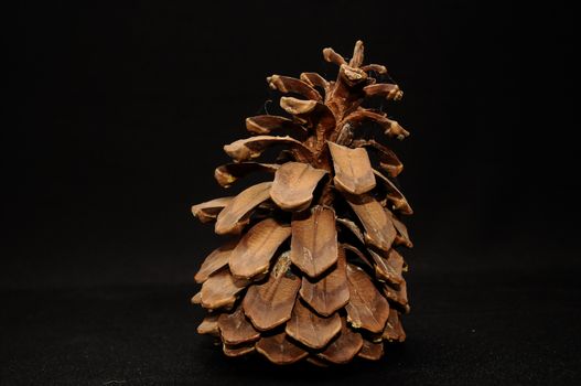 Pinus Ponderosa Pine Tree Pinecone on a Black Background