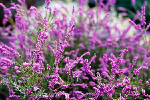Lavender in garden close up in summer with shallow focus