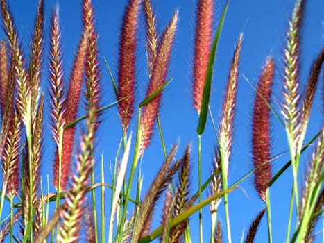 the Selection of Various Colorful  Flower in nature