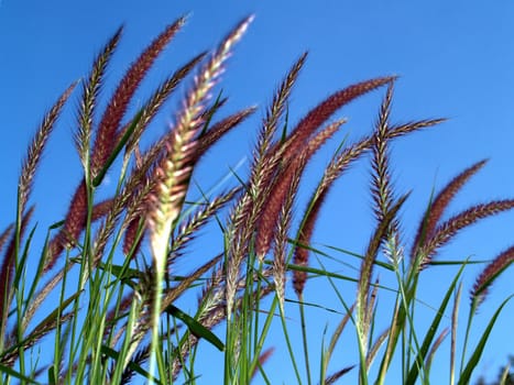 the Selection of Various Colorful  Flower in nature