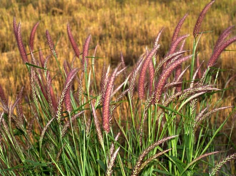 the Selection of Various Colorful  Flower in nature