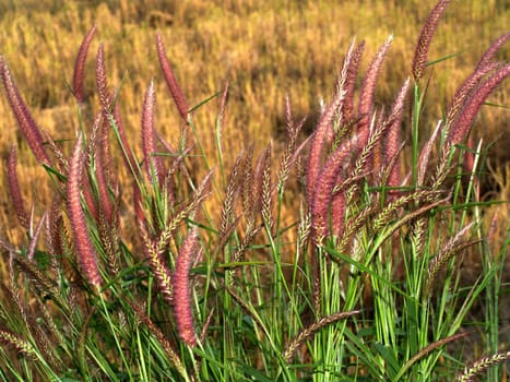 the Selection of Various Colorful  Flower in nature