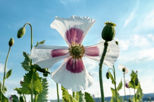 agriculture poppy field against blue sky with detail of bloom