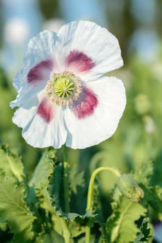 agriculture poppy field against blue sky with detail of bloom