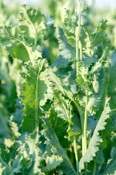 rural scene, green agriculture poppy field with shallow focus
