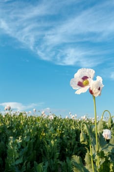 agriculture poppy field against blue sky with detail of bloom
