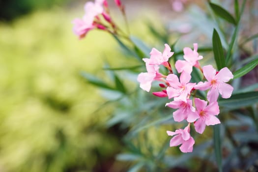 spring flower in garden with shallow focus and space for text