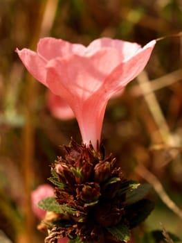 the Selection of Various Colorful  Flower in nature