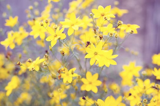 spring flower in garden with shallow focus and space for text in pastel retro colors