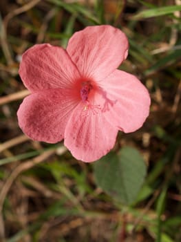 the Selection of Various Colorful  Flower in nature