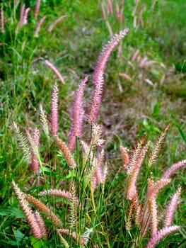 the Selection of Various Colorful  Flower in nature