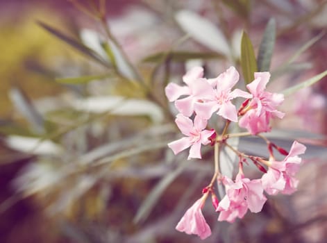 spring flower in garden with shallow focus and space for text in pastel retro colors