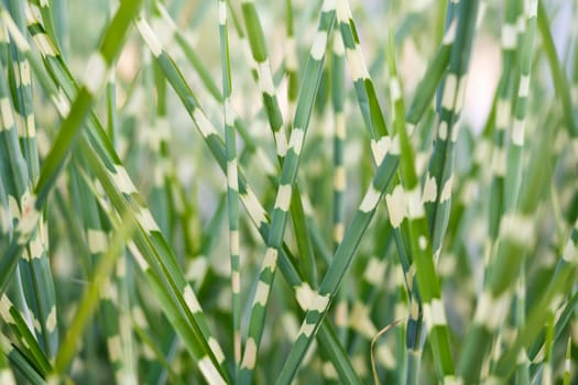 stripped ornamental grass background or backdrop with shallow focus