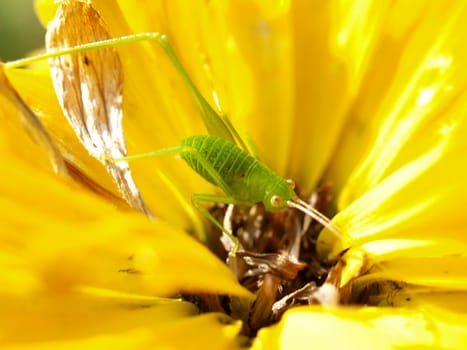 the Selection of Various Colorful  Flower in nature