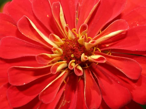 the Selection of Various Colorful  Flower in nature