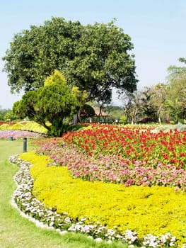 the Selection of Various Colorful  Flower in nature