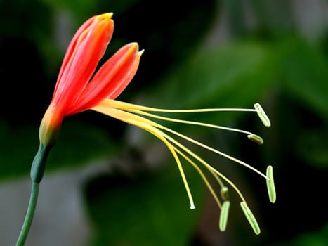 the Selection of Various Colorful  Flower in nature