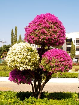 the Selection of Various Colorful  Flower in nature