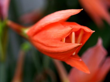 the Selection of Various Colorful  Flower in nature