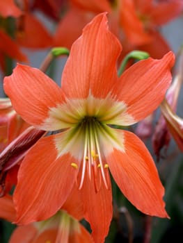 the Selection of Various Colorful  Flower in nature