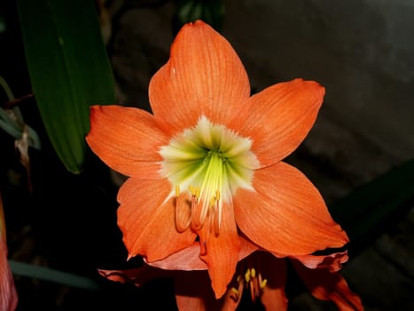 the Selection of Various Colorful  Flower in nature