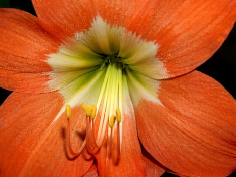 the Selection of Various Colorful  Flower in nature