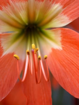 the Selection of Various Colorful  Flower in nature