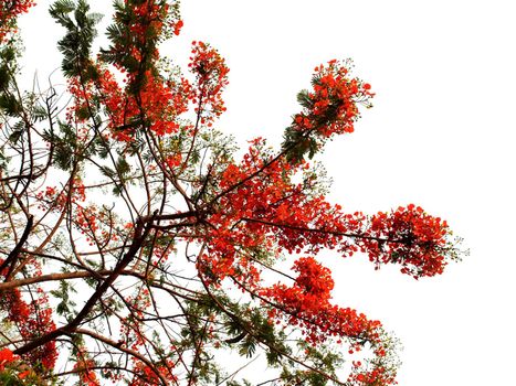 the Selection of Various Colorful  Flower in nature