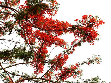 the Selection of Various Colorful  Flower in nature