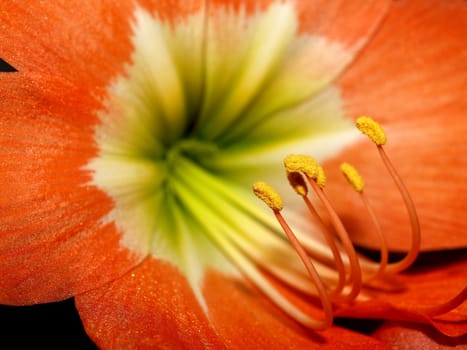 the Selection of Various Colorful  Flower in nature