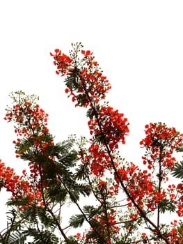 the Selection of Various Colorful  Flower in nature