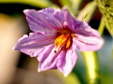 the Selection of Various Colorful  Flower in nature