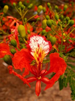 the Selection of Various Colorful  Flower in nature