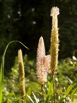 the Selection of Various Colorful  Flower in nature