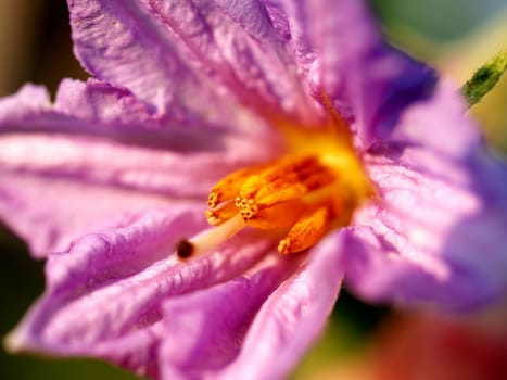 the Selection of Various Colorful  Flower in nature