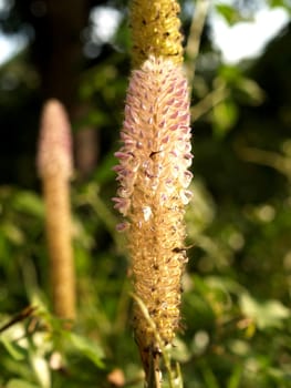 the Selection of Various Colorful  Flower in nature