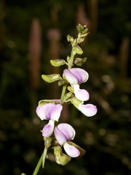 the Selection of Various Colorful  Flower in nature