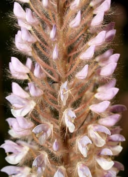 the Selection of Various Colorful  Flower in nature