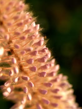 the Selection of Various Colorful  Flower in nature