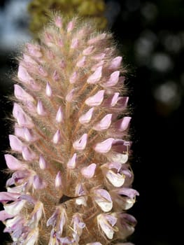 the Selection of Various Colorful  Flower in nature