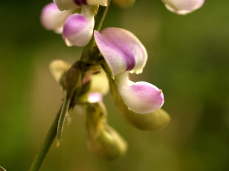 the Selection of Various Colorful  Flower in nature