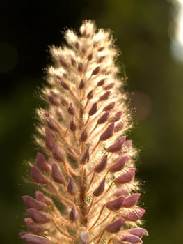 the Selection of Various Colorful  Flower in nature